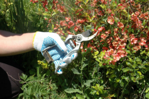 Silvertown Gardeners