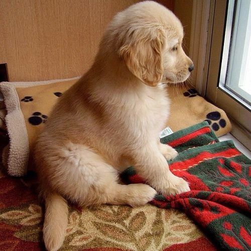 pet stains