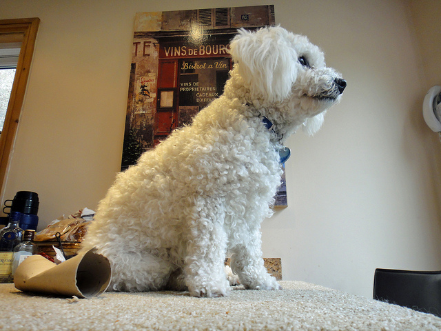 pet hair removal